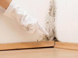 Madison, WV Mold Removal Services Company